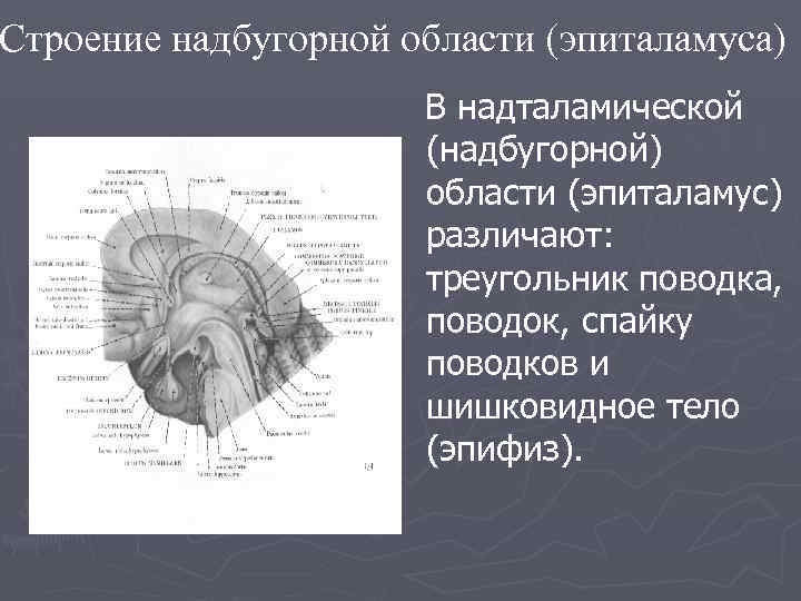 Строение надбугорной области (эпиталамуса) В надталамической (надбугорной) области (эпиталамус) различают: треугольник поводка, поводок, спайку