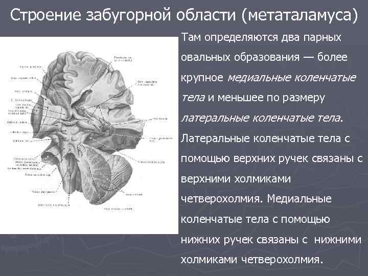 Строение забугорной области (метаталамуса) Там определяются два парных овальных образования — более крупное медиальные