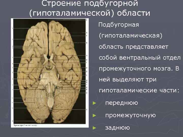 Строение подбугорной (гипоталамической) области Подбугорная (гипоталамическая) область представляет собой вентральный отдел промежуточного мозга. В
