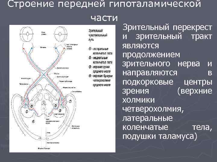 Перекрест. Зрительный Перекрест и зрительный тракт. Зрительный Перекрест головного мозга. Зрительный Перекрест анатомия. Анатомия среднего мозга зрительный Перекрест.