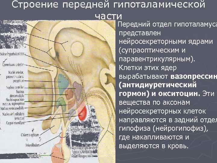 Строение передней гипоталамической части Передний отдел гипоталамуса представлен нейросекреторными ядрами (супраоптическим и паравентрикулярным). Клетки