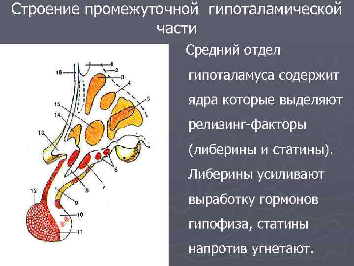 Строение промежуточной гипоталамической части Средний отдел гипоталамуса содержит ядра которые выделяют релизинг-факторы (либерины и