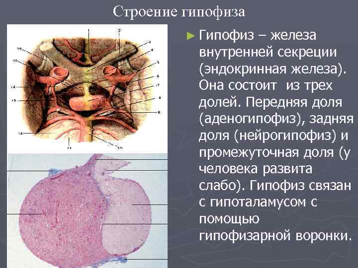 Строение гипофиза ► Гипофиз – железа внутренней секреции (эндокринная железа). Она состоит из трех