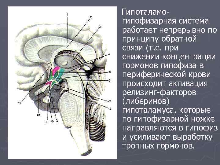 Гипоталамогипофизарная система работает непрерывно по принципу обратной связи (т. е. при снижении концентрации гормонов