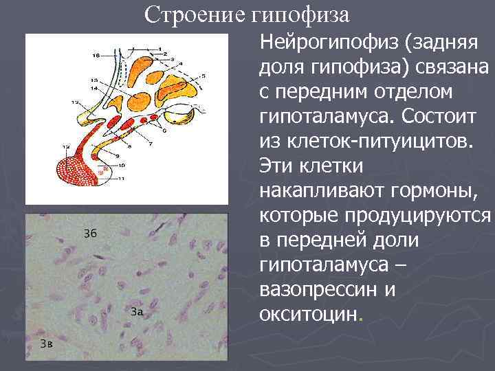 Строение гипофиза Нейрогипофиз (задняя доля гипофиза) связана с передним отделом гипоталамуса. Состоит из клеток-питуицитов.