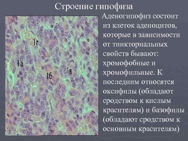 Строение гипофиза Аденогипофиз состоит из клеток аденоцитов, которые в зависимости от тинкториальных свойств бывают: