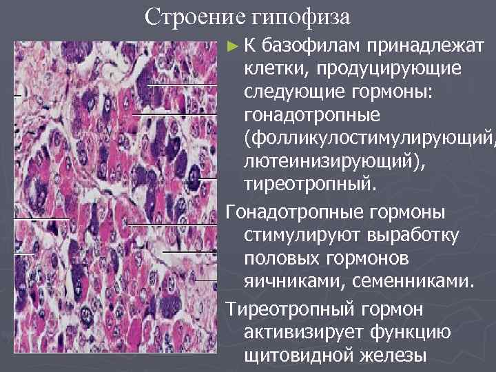 Строение гипофиза ►К базофилам принадлежат клетки, продуцирующие следующие гормоны: гонадотропные (фолликулостимулирующий, лютеинизирующий), тиреотропный. Гонадотропные