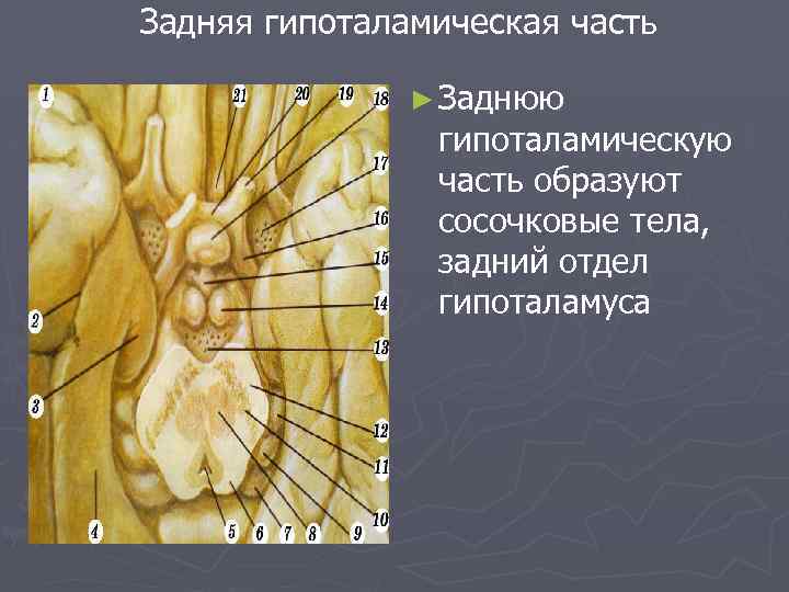 Задняя гипоталамическая часть ► Заднюю гипоталамическую часть образуют сосочковые тела, задний отдел гипоталамуса 