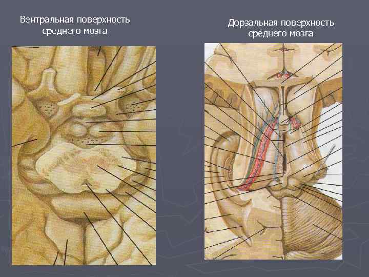 Дорсальная поверхность мозга. Вентральная и дорсаотная повехности мозг. Вентральная поверхность. Вентральная и дорсальная поверхность. Вентральная поверхность среднего мозга.