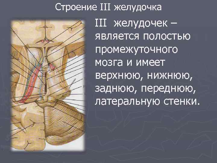 Строение III желудочка III желудочек – является полостью промежуточного мозга и имеет верхнюю, нижнюю,