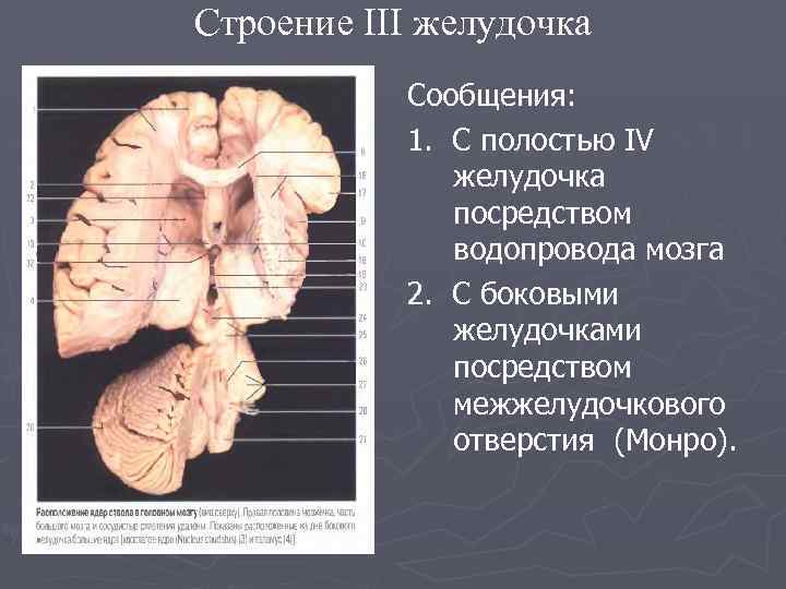 Строение III желудочка Сообщения: 1. С полостью IV желудочка посредством водопровода мозга 2. С