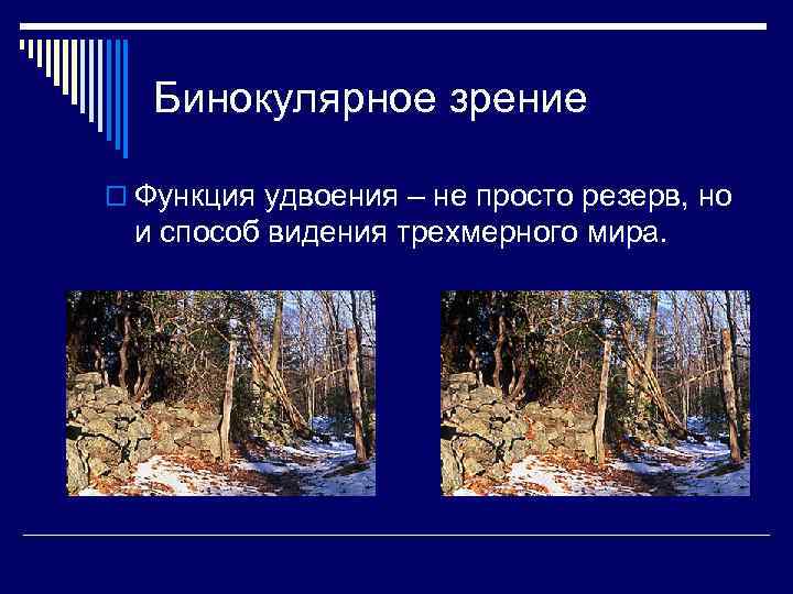 Бинокулярное зрение o Функция удвоения – не просто резерв, но и способ видения трехмерного