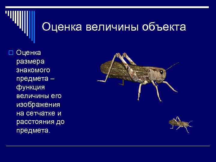 Оценка величины объекта o Оценка размера знакомого предмета – функция величины его изображения на