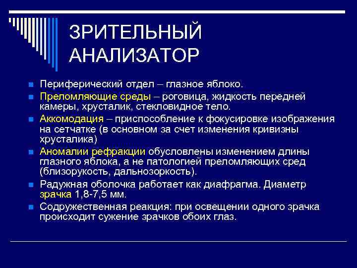 ЗРИТЕЛЬНЫЙ АНАЛИЗАТОР n n n Периферический отдел – глазное яблоко. Преломляющие среды – роговица,