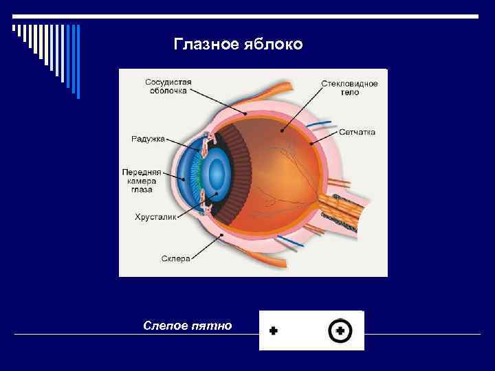 Глазное яблоко Слепое пятно 