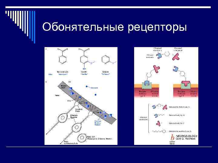 Обонятельные рецепторы 