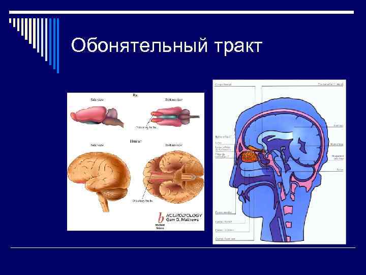 Обонятельный тракт 