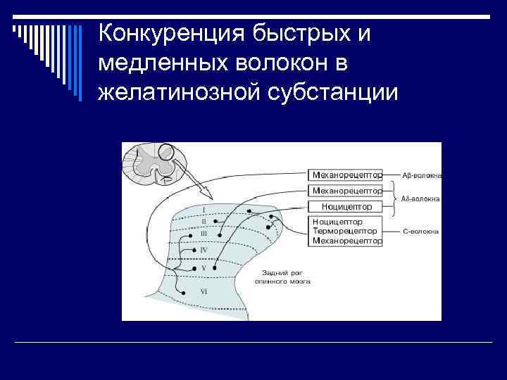 Конкуренция быстрых и медленных волокон в желатинозной субстанции 