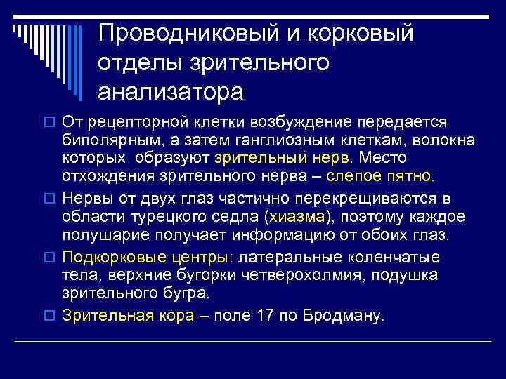 Проводниковый и корковый отделы зрительного анализатора o От рецепторной клетки возбуждение передается биполярным, а