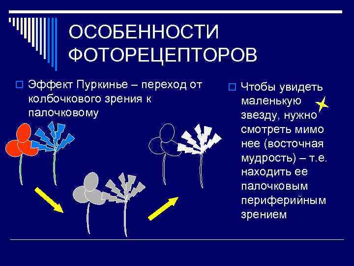 ОСОБЕННОСТИ ФОТОРЕЦЕПТОРОВ o Эффект Пуркинье – переход от колбочкового зрения к палочковому o Чтобы