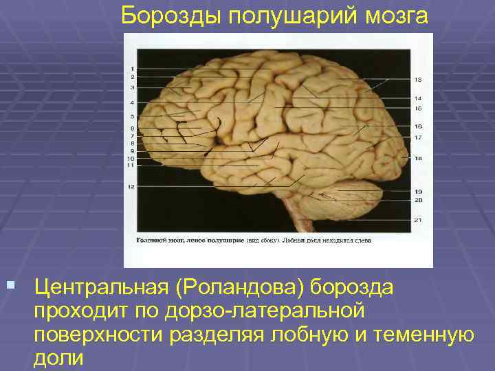 Борозды мозга. Сильвиева борозда головного мозга. Головной мозг борозды роландова. Центральная роландова борозда. Сильвиева борозда разделяет мозг на.