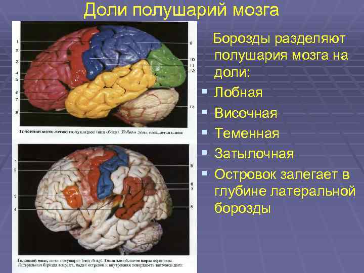 Теменную долю от лобной отделяет борозда