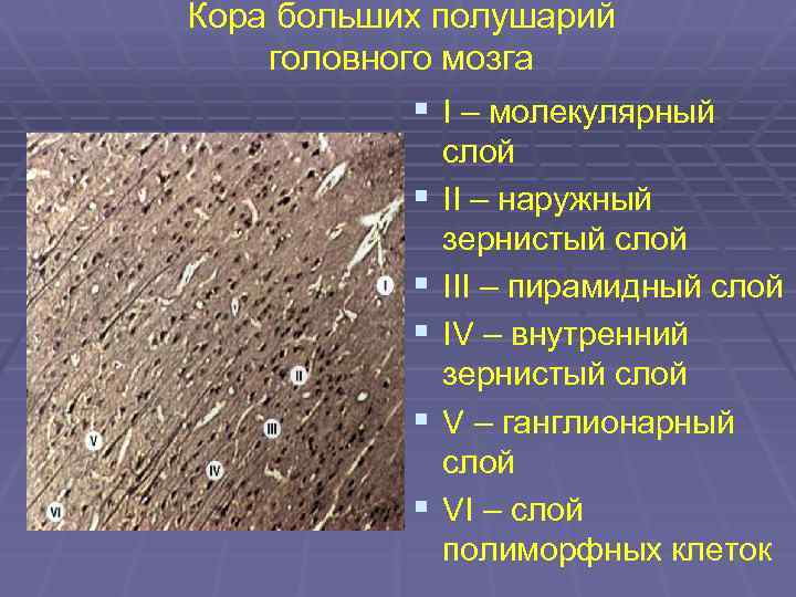 Кора больших полушарий гистология препарат рисунок