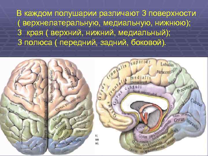 Поверхность головного мозга имеет. Конечный мозг: верхнелатеральная поверхность больших полушарий.. Медиальная поверхность полушария конечного мозга. Конечный мозг верхний край. Конченый мозг поверхности.