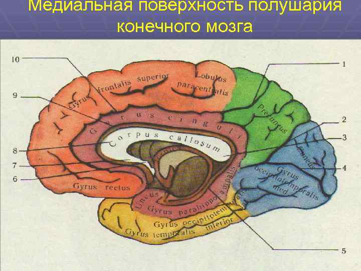 Медиальная поверхность мозга. Медиальная поверхность коры больших полушарий.