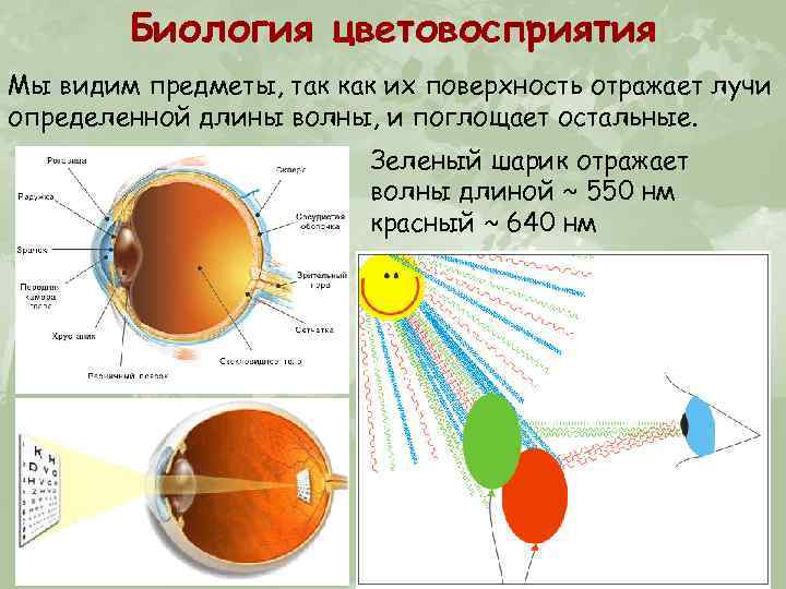 Биология цветовосприятия Мы видим предметы, так как их поверхность отражает лучи определенной длины волны,