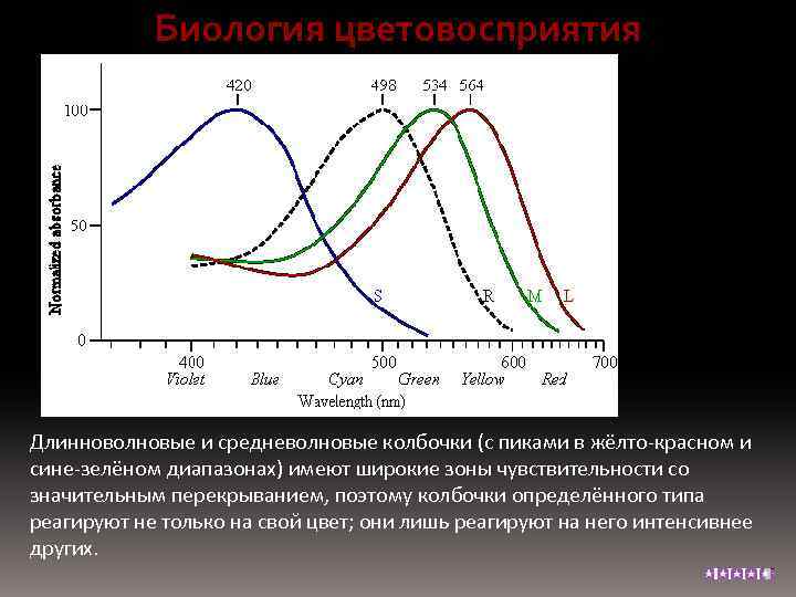 Биология цветовосприятия Длинноволновые и средневолновые колбочки (с пиками в жёлто-красном и сине-зелёном диапазонах) имеют