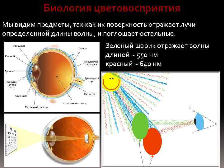 Биология цветовосприятия Мы видим предметы, так как их поверхность отражает лучи определенной длины волны,