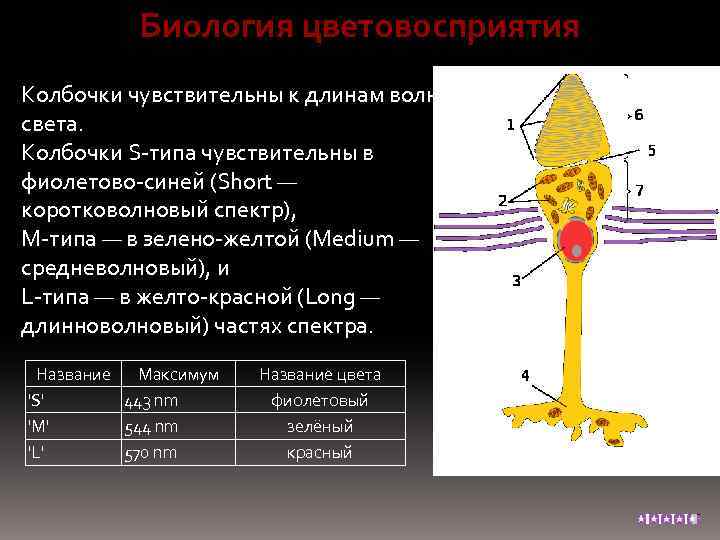 Биология цветовосприятия Колбочки чувствительны к длинам волн света. Колбочки S-типа чувствительны в фиолетово-синей (Short