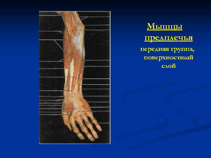 Мышцы предплечья передняя группа, поверхностный слой 