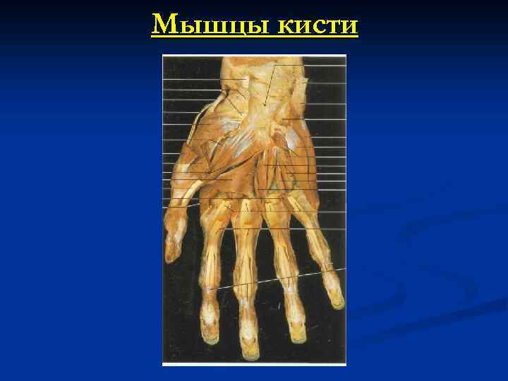 Мышцы кисти 