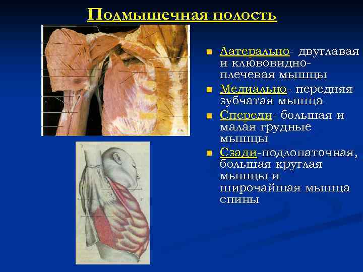 Подмышечная полость n n Латерально- двуглавая и клювовидноплечевая мышцы Медиально- передняя зубчатая мышца Спереди-