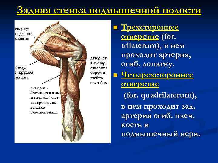 Задняя стенка подмышечной полости n n Трехстороннее отверстие (for. trilaterum), в нем проходит артерия,