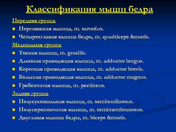 Классификация мышц бедра Передняя группа n Портняжная мышца, m. sartorius. n Четырехглавая мышца бедра,