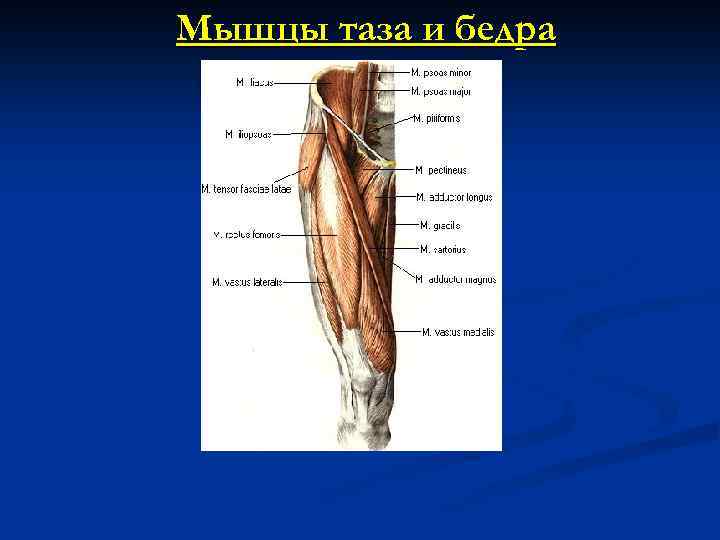 Мышцы таза и бедра 