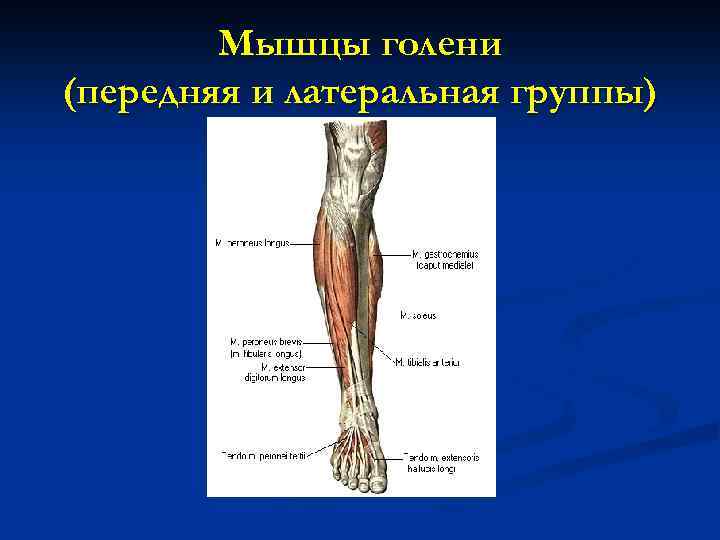 Мышцы голени (передняя и латеральная группы) 