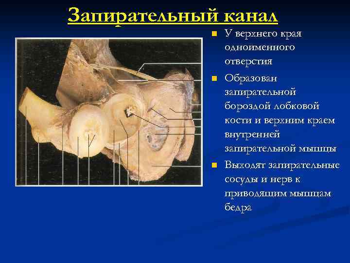 Запирательный канал n n n У верхнего края одноименного отверстия Образован запирательной бороздой лобковой