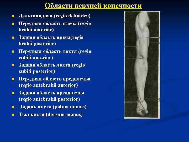 Области верхней конечности n n n n n Дельтовидная (regio deltoidea) Передняя область плеча