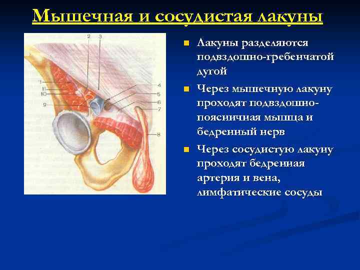 Мышечная и сосудистая лакуны n n n Лакуны разделяются подвздошно-гребенчатой дугой Через мышечную лакуну