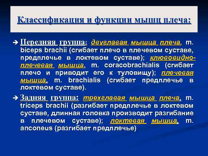 Классификация и функции мышц плеча: è Передняя группа: двуглавая мышца плеча, m. biceps brachii