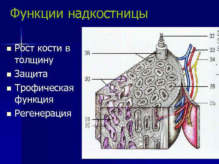 Функции надкостницы Рост кости в толщину n Защита n Трофическая функция n Регенерация n
