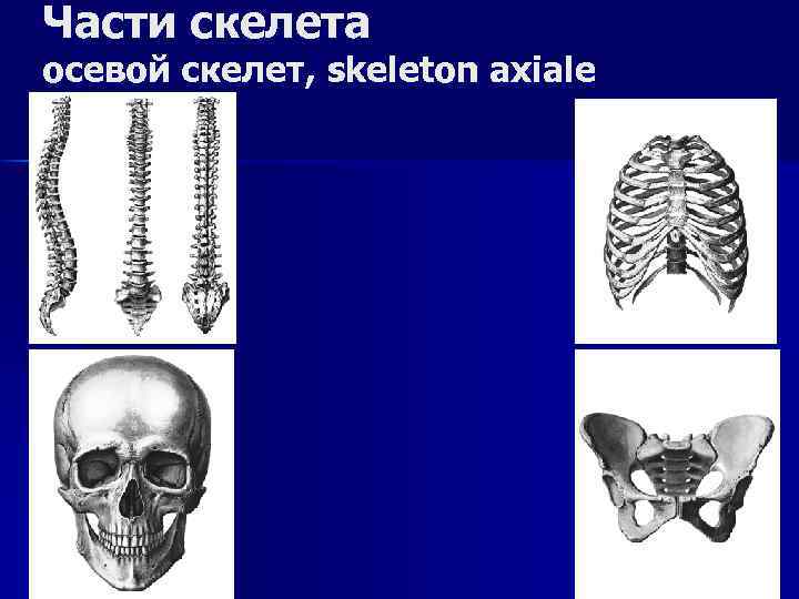 Части скелета осевой скелет, skeleton axiale 