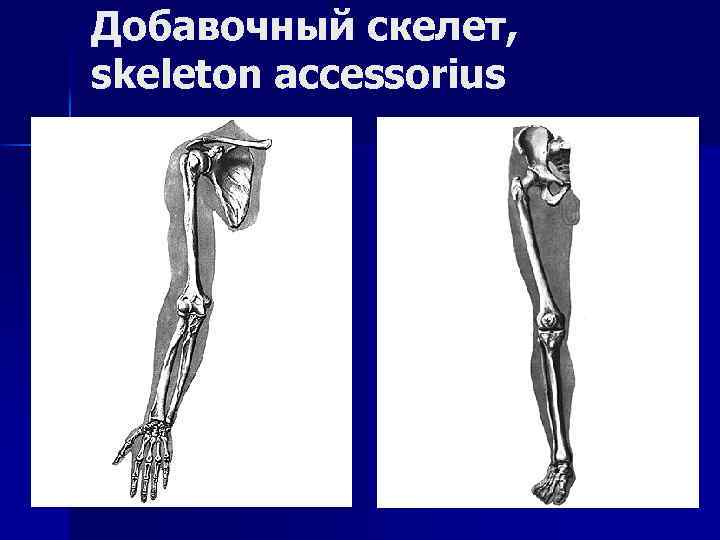 Добавочный скелет, skeleton accessorius 