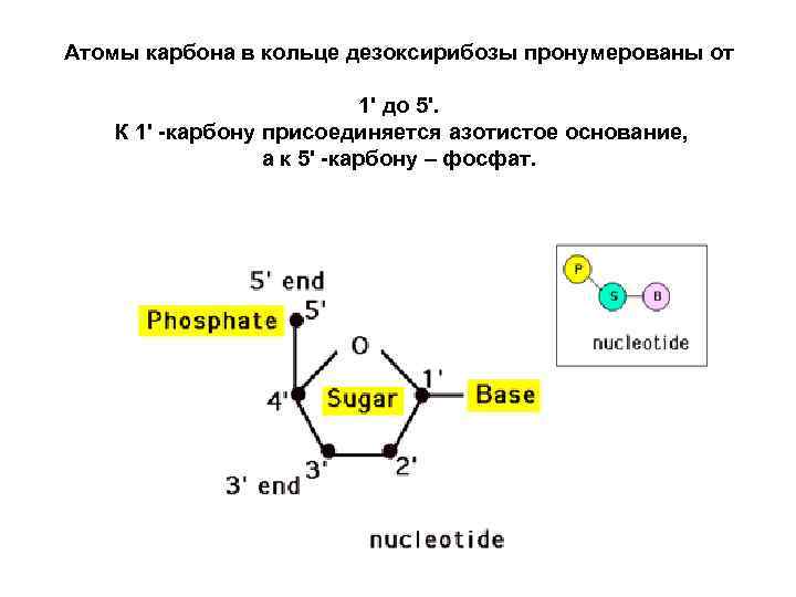 Атомы карбона в кольце дезоксирибозы пронумерованы от 1' до 5'. К 1' -карбону присоединяется