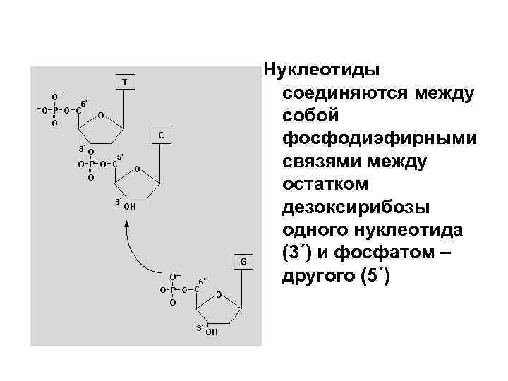 Нуклеотиды соединяются между собой фосфодиэфирными связями между остатком дезоксирибозы одного нуклеотида (3΄) и фосфатом