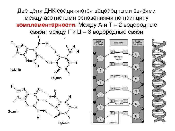 Две цепи ДНК соединяются водородными связями между азотистыми основаниями по принципу комплементарности. Между A